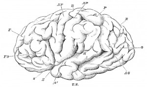 human brain diagram